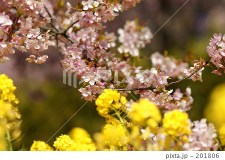 桜と菜の花 201806