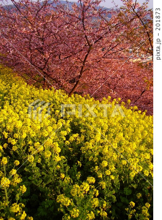 桜と菜の花 201873