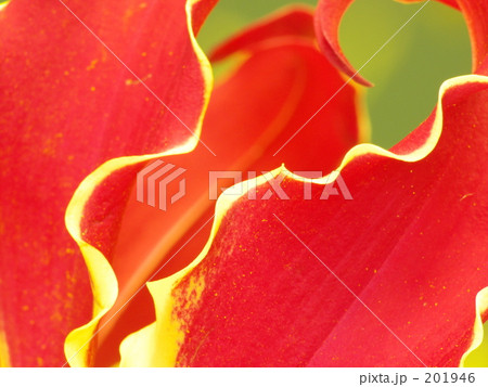 グロリオーサ 201946