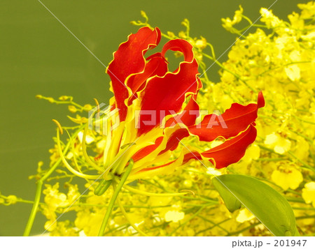 グロリオーサ 201947