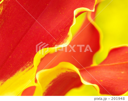 グロリオーサ グロリオーサ 201948