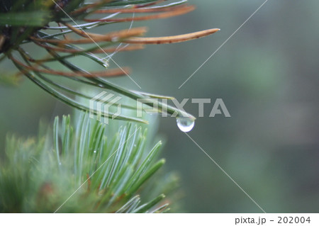 松葉と雫 松葉と雫 202004