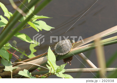 僕を川に捨てないで 僕を川に捨てないで 202038