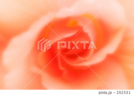 ベゴニア 06 202331