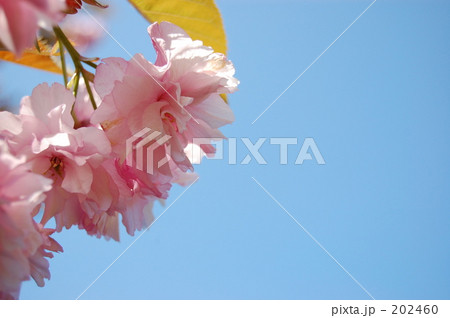 ＊～「水色の空に桜咲く」～＊ 202460