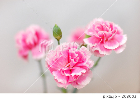 カーネーション1 203003