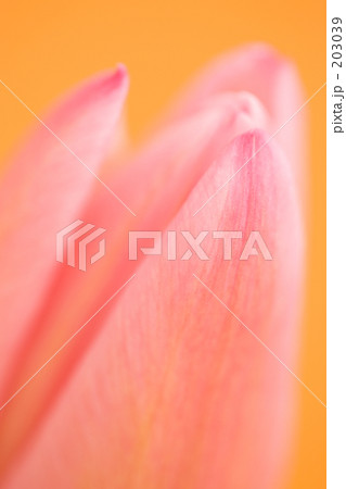 チューリップ チューリップ 203039