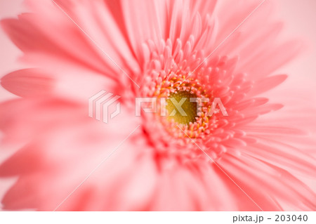 ガーベラ ガーベラ 203040