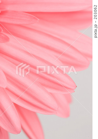 ガーベラの花 203062