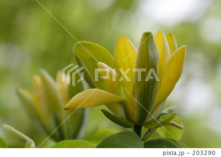 モクレン金寿 モクレン金寿 203290