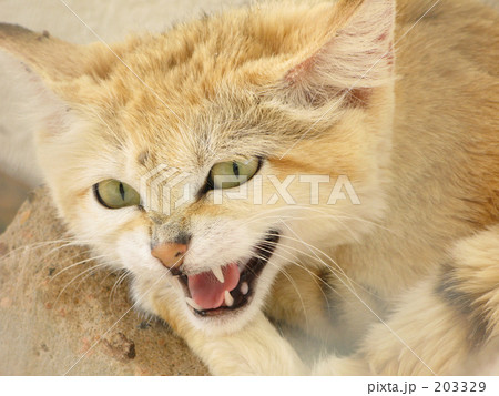 猫のご先祖さま 猫のご先祖さま 203329