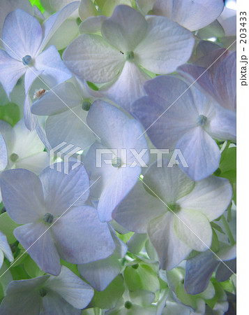 光に透ける 203433