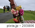 花：セント・アイビス 203806