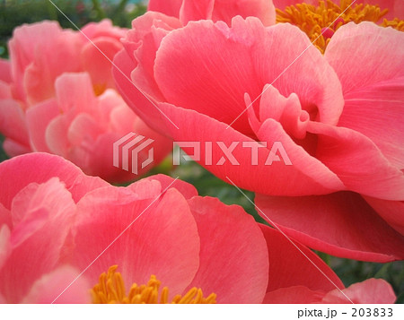 ピンクラッシュ ピンクラッシュ 203833