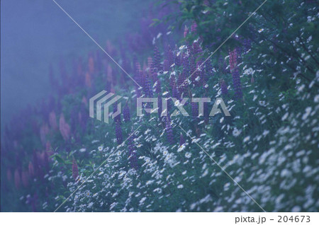 ルピナスとマーガレット 204673