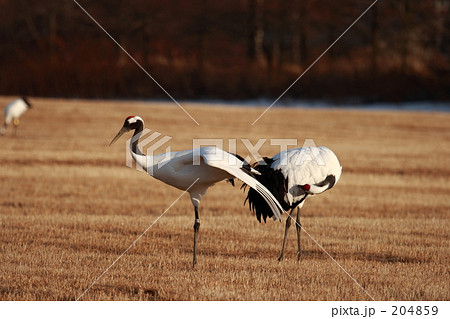 タンチョウ 204859