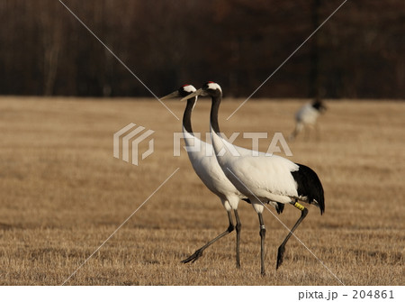 タンチョウ 204861