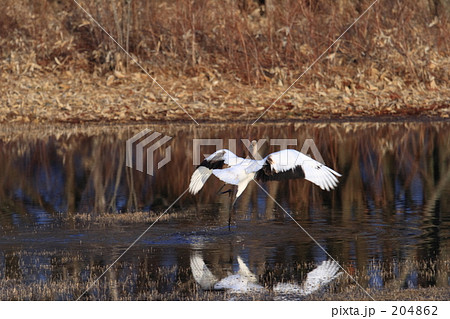 タンチョウ 204862