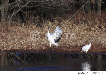 タンチョウ 204863