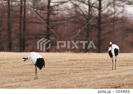 タンチョウ 204869