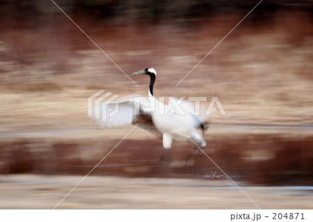 タンチョウ 204871