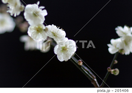 白梅 白梅 205406