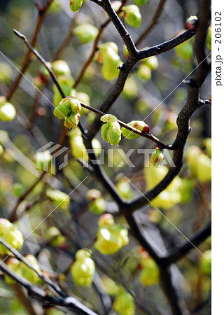 ヒュウガミズキ 206102