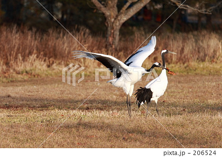 タンチョウ 206524