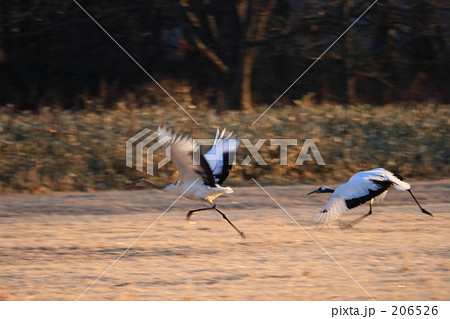 タンチョウ 206526