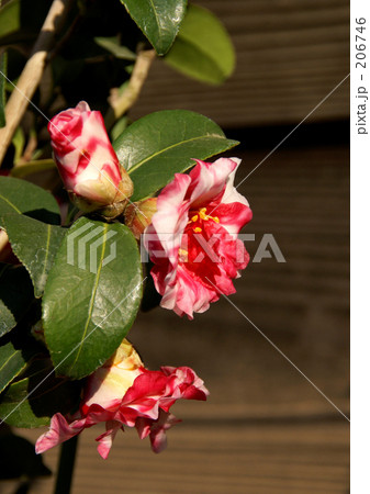 山茶花 206746