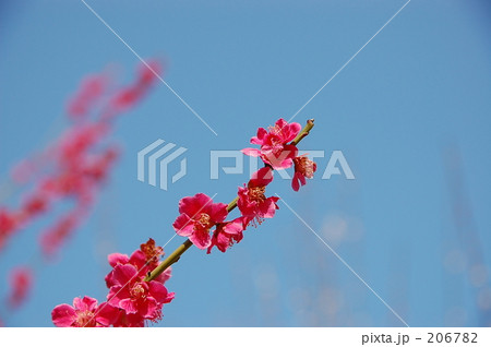 Ume blossoms 01 206782