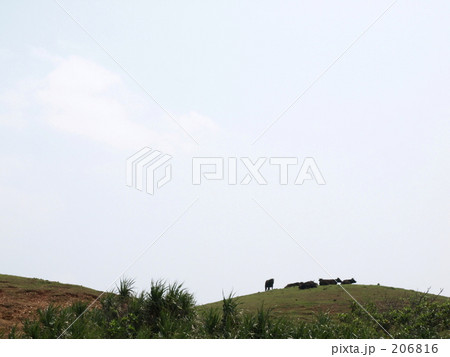 丘の上の牛たち 206816