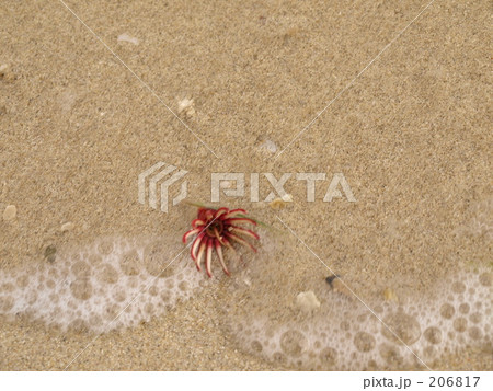 波の贈り物 206817