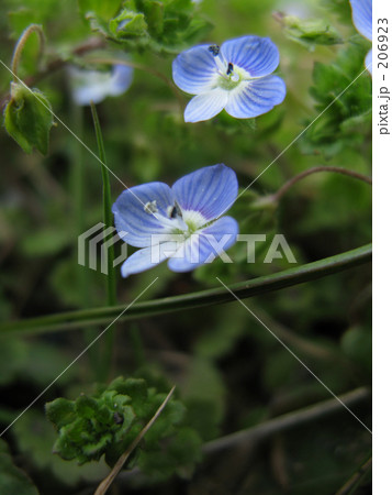 オオイヌノフグリ好きなんだけど 206923