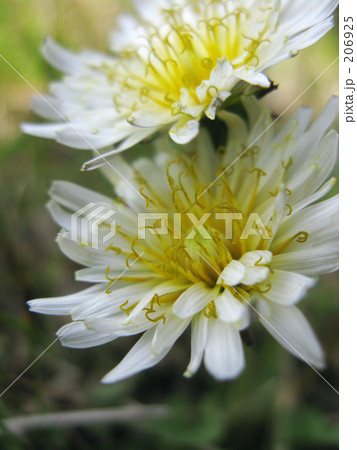 白いたんぽぽ 206925