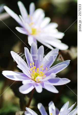 ユキワリイチゲ ユキワリイチゲ 207033