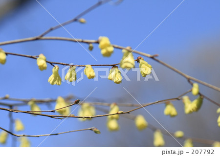 ヒュウガミズキ1 ヒュウガミズキ1 207792