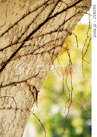 壁に添う 壁に添う 208090