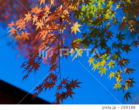 色々・紅葉 色々・紅葉 209186