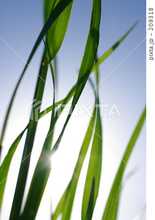 natural natural 209318