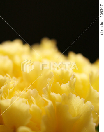 幸せ招くカーネーション 209347