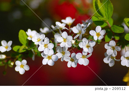 ユキヤナギ 209512