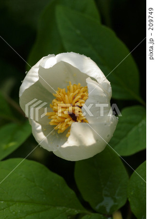 山芍薬 209749