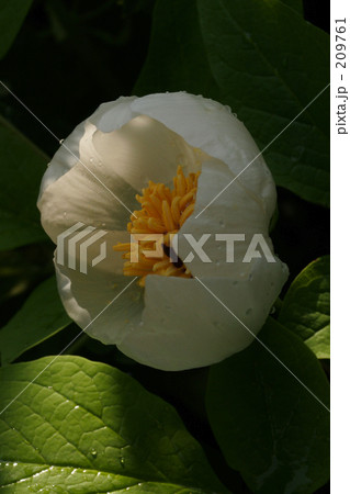 山芍薬 209761