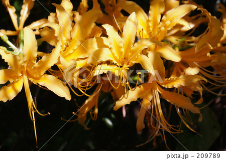 ショウキズイセン　鐘馗水仙 Lycoris aurea Herb 209789