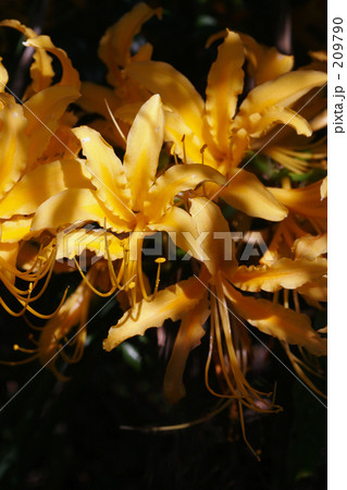 ショウキズイセン 鐘馗水仙 Lycoris aurea Herb ショウキズイセン 鐘馗水仙 Lycoris aurea Herb 209790