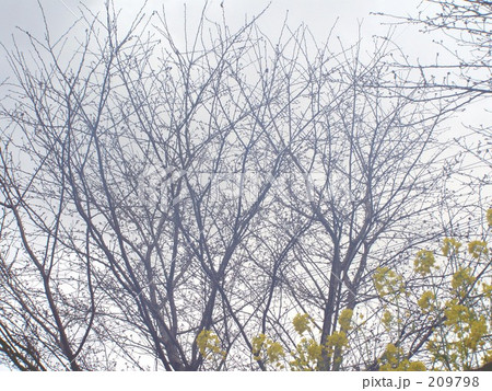 やっと菜の花 209798