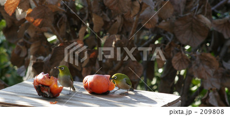 めじろ　目白 209808