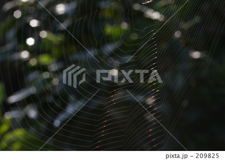 蜘蛛の巣アート 209825