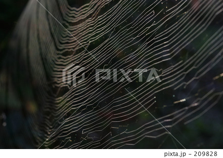 蜘蛛の巣アート 209828